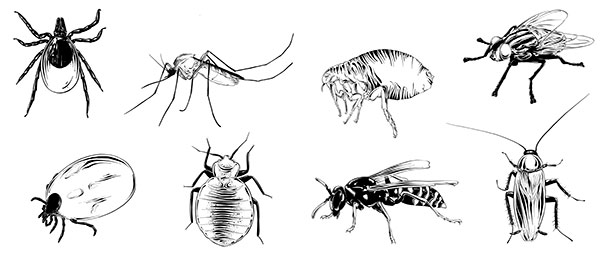 Insects